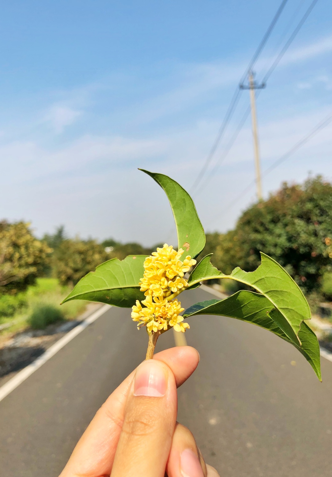 一定是要采摘早上9点多的 金桂 此时的桂花 刚刚张开成"虎爪状" 并不