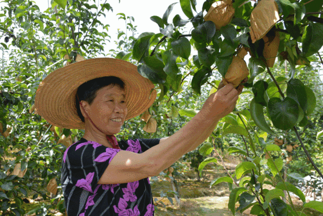清明小长假一边品茗,一边get水果采摘攻略