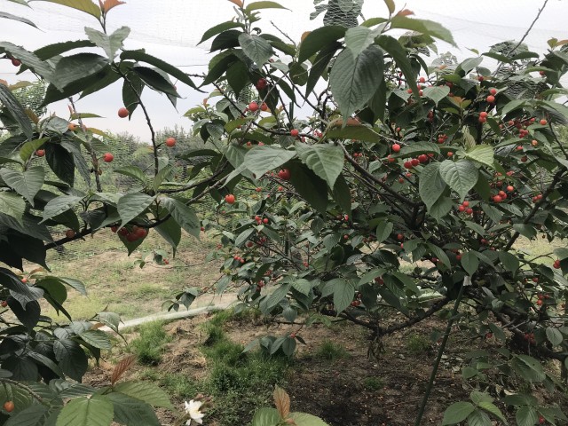 胜利彩票在线