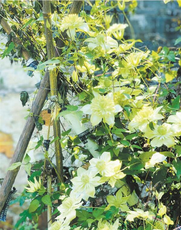 新浪彩票app