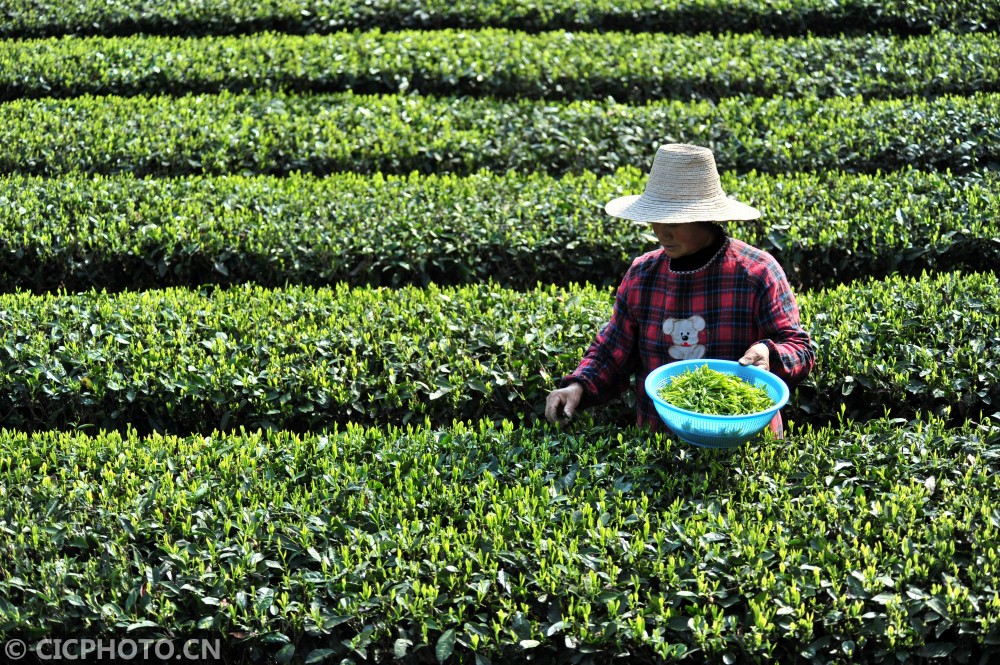 湖北宜昌:春暖人勤采茶忙