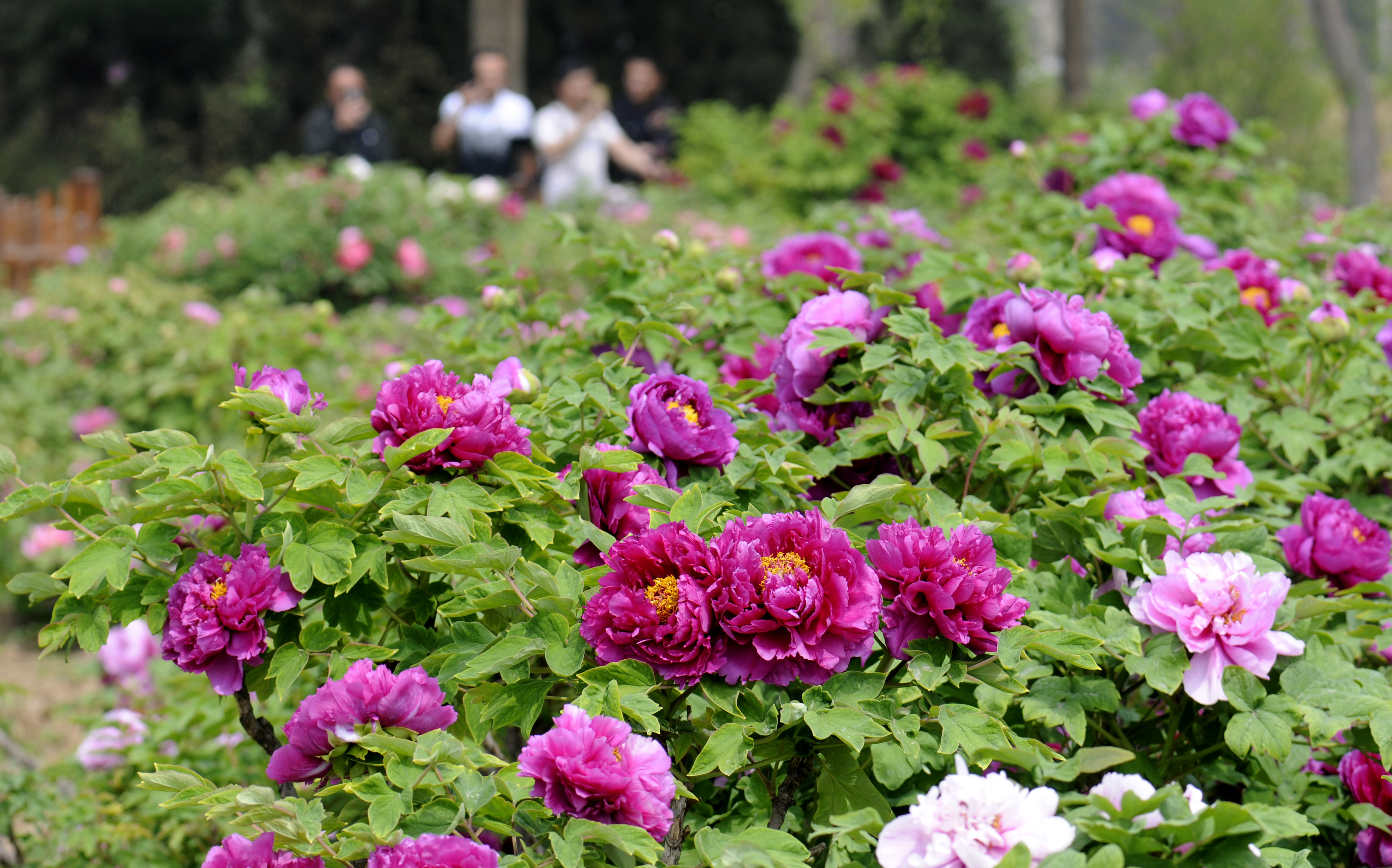 河北柏乡:牡丹花开引客来