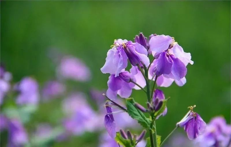 二月兰便是其中之一,这种随着春天而来的小野花,从春初开到春暮,开出