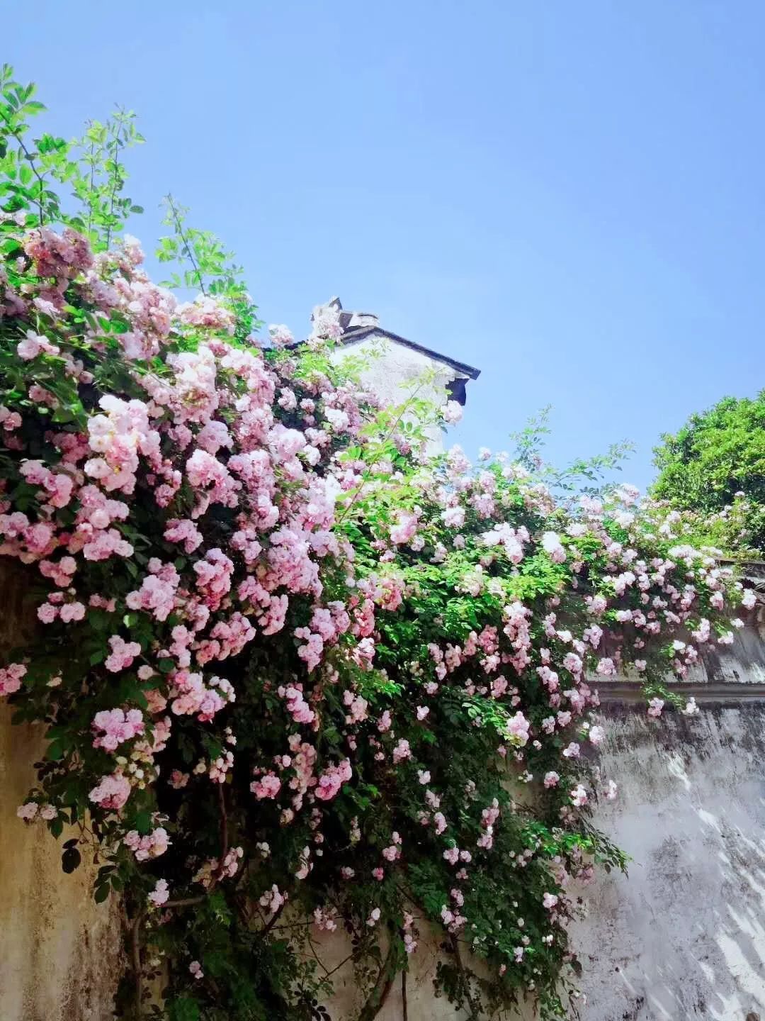 无锡新晋网红花墙打卡处,就在这片400米蔷薇花海!一起来做花痴吧!