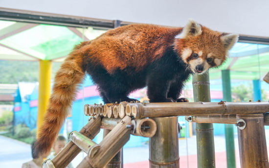 动物园萌宠乐园 带市民开启萌化之旅
