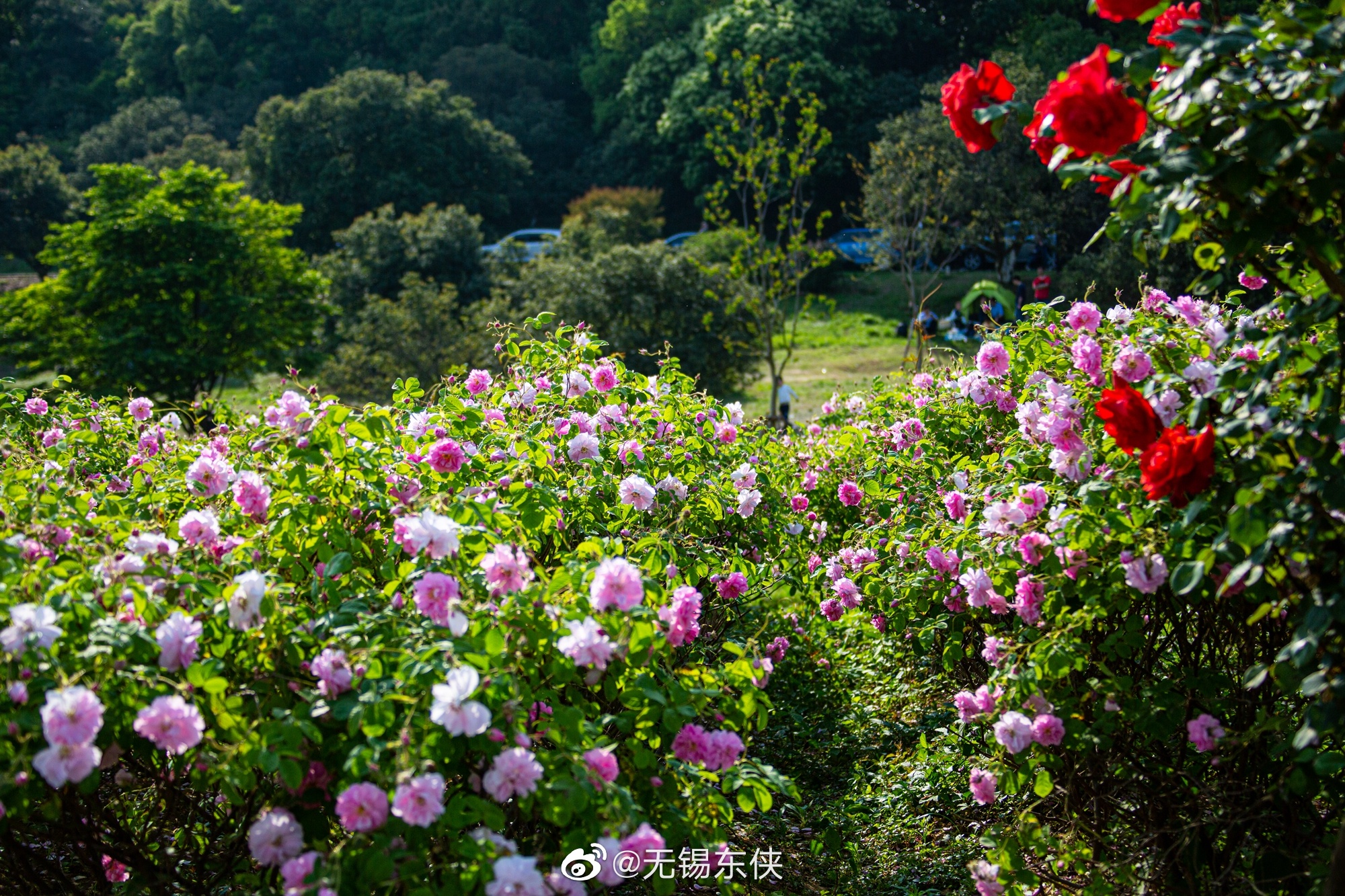 粉色大马士革玫瑰花海